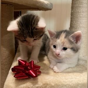 Meowza! Take a l👀k!